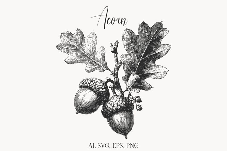 Vintage Acorn Illustration Clipart | Oak Leaves & Nuts
