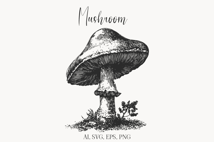 Vintage Mushroom Illustration Clipart | Botanical Fungi