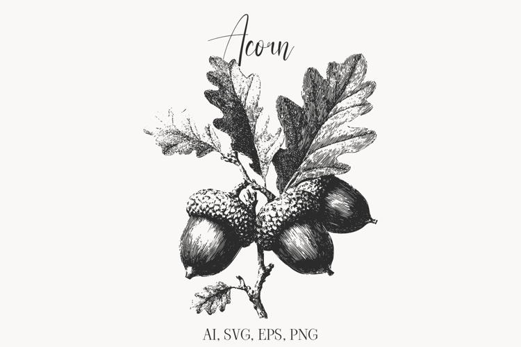 Vintage Acorn Illustration Clipart | Oak Leaves & Nuts