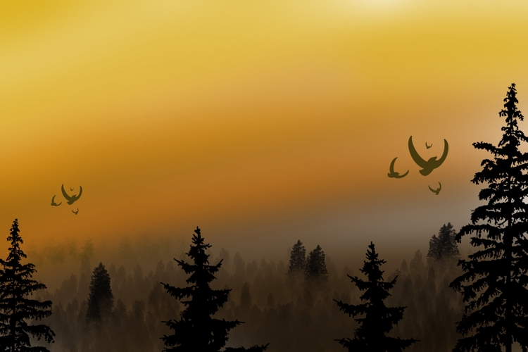 Sunset Silhouette Image 10