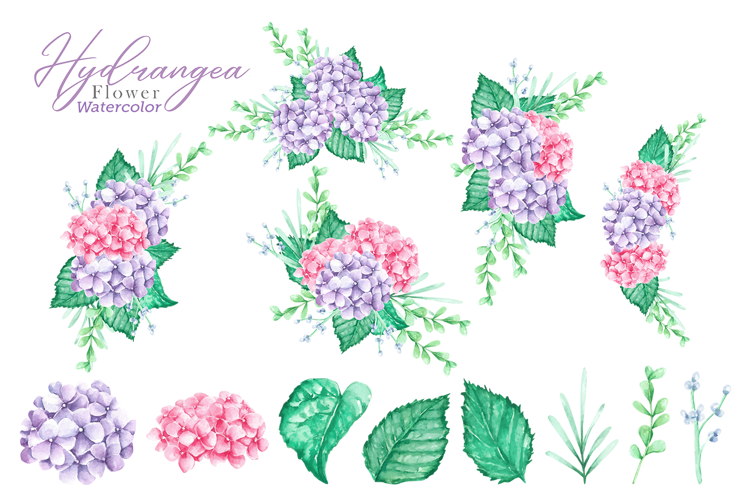 13 Watercolor Hydrangea Flower Illustrations