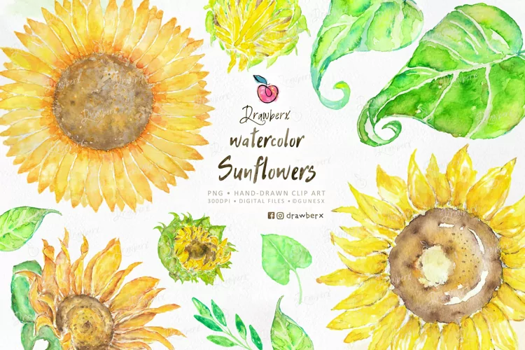 Watercolor Sunflower Cliparts, hand painted boho png 021