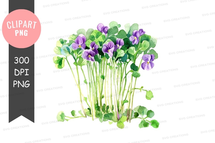 Violets and green leaves clipart png