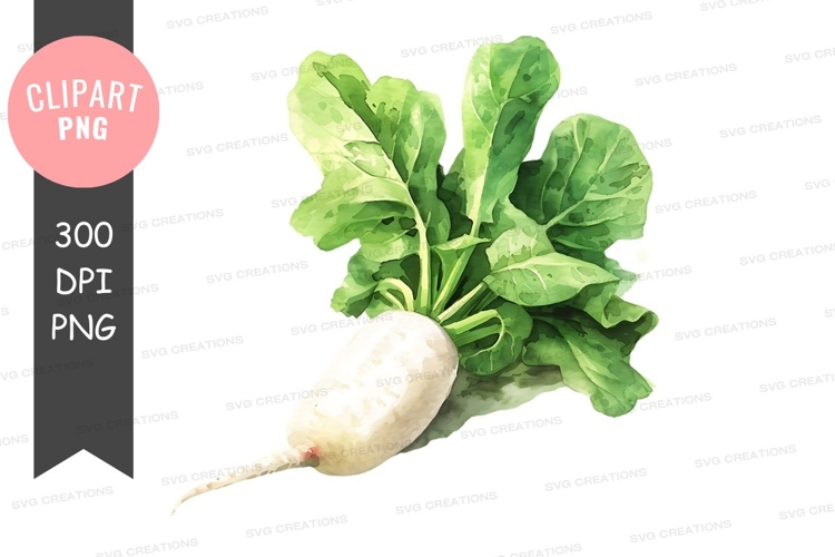Radish Clipart Image 22
