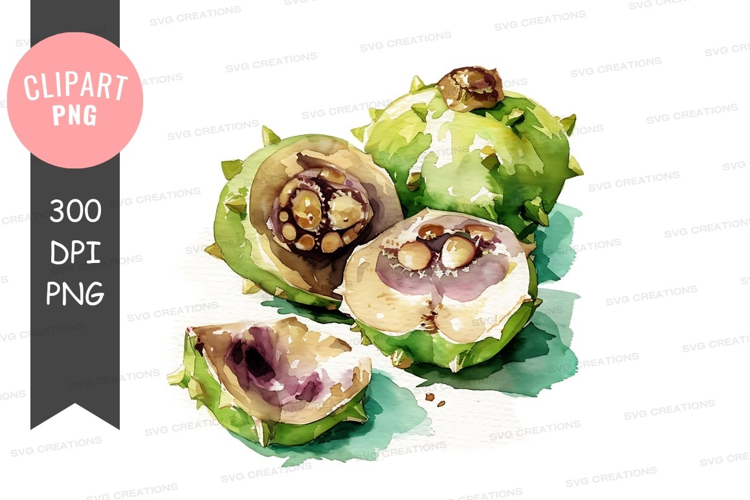 Watercolor illustration of nutshells