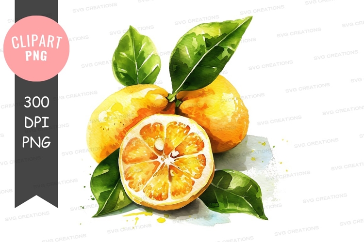 Citrus Clipart Image 19