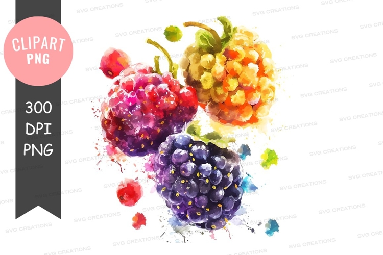 Raspberry Clipart Image 17