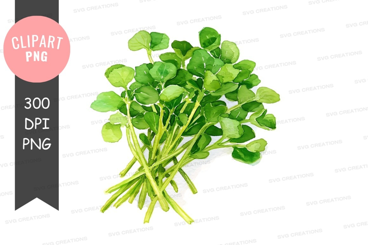 Fresh green leafy vegetables