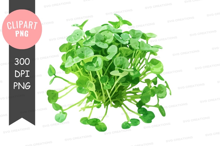 Vegetables PNG