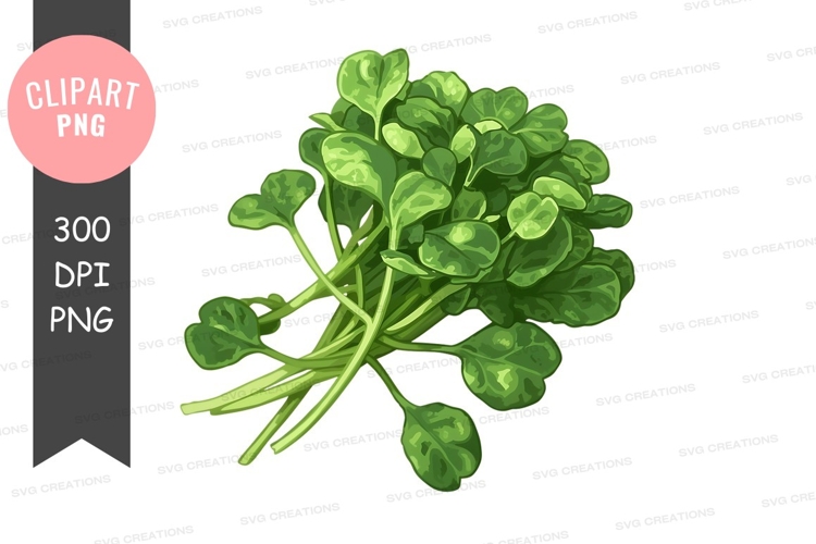 Fresh spinach leaves clipart png