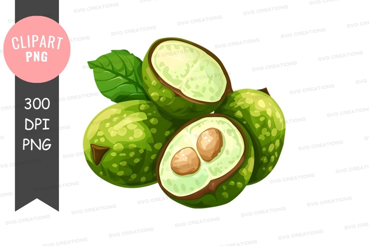 Avocado Illustration Image 5