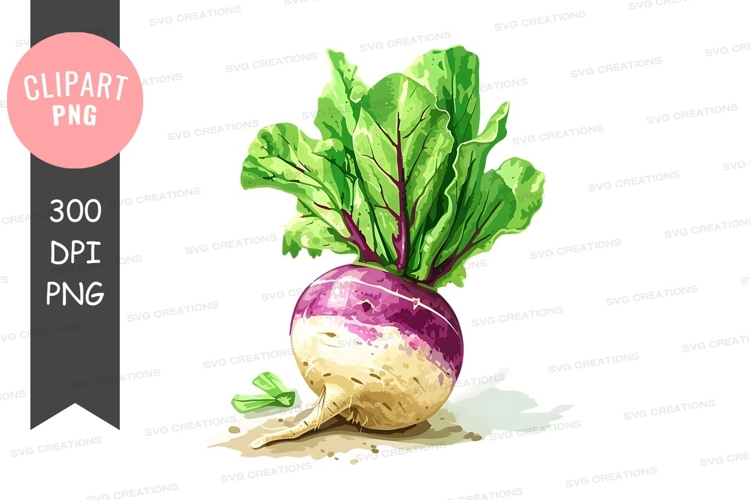 Turnip Clipart Image 4