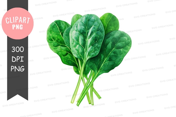 Vegetables PNG Image 13