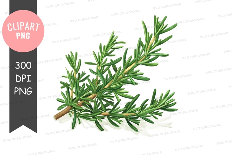 Rosemary Png Image 18