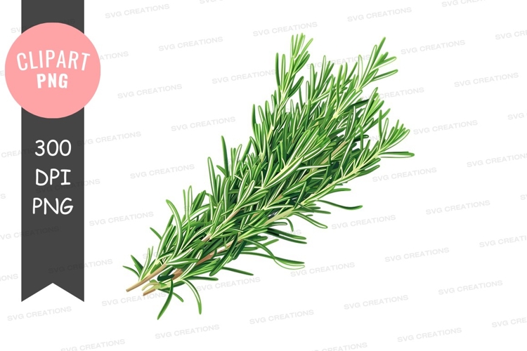 Rosemary Png Image 16