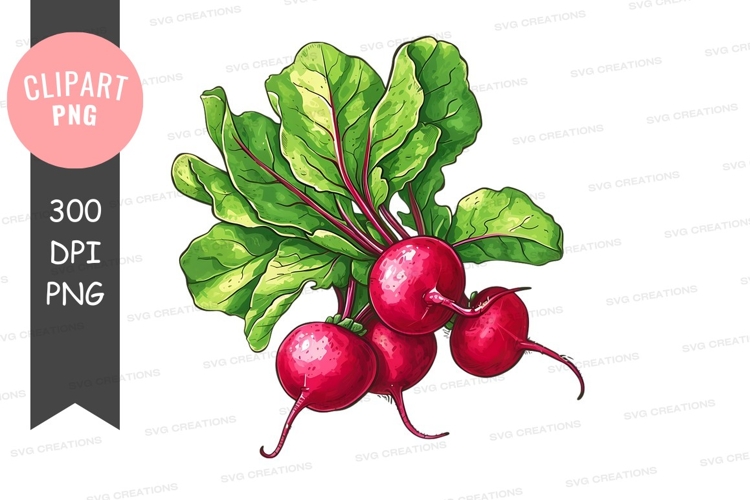 Fresh beetroot with leaves clipart png