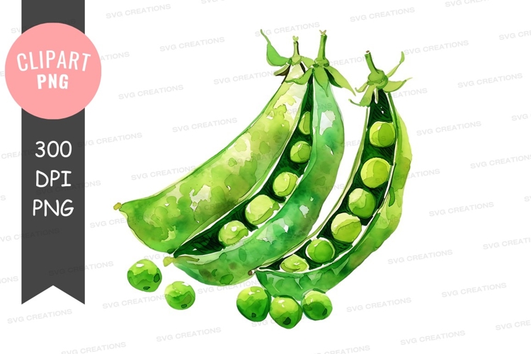 Vegetable Illustration