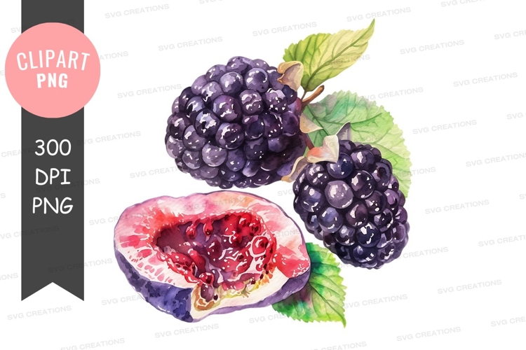 Blackberries Png Image 8