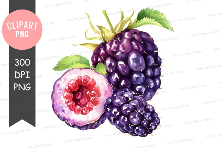 Blackberries Png Image 7