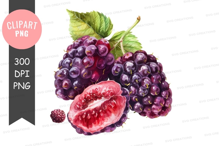 Blackberries Png Image 9
