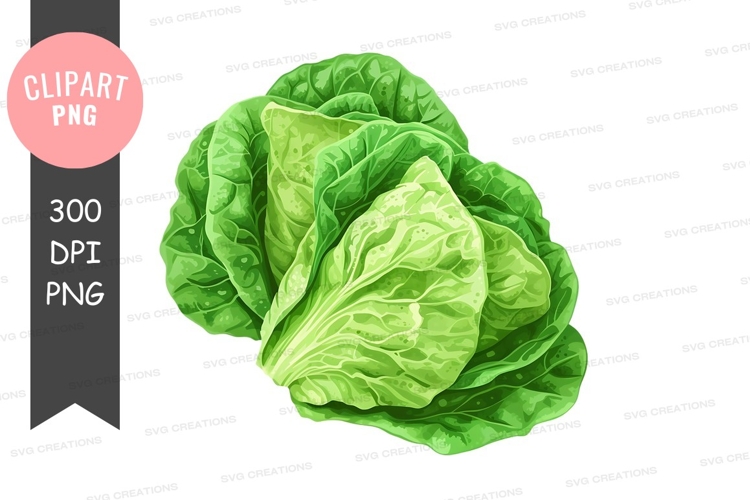 Fresh green cabbage clipart png