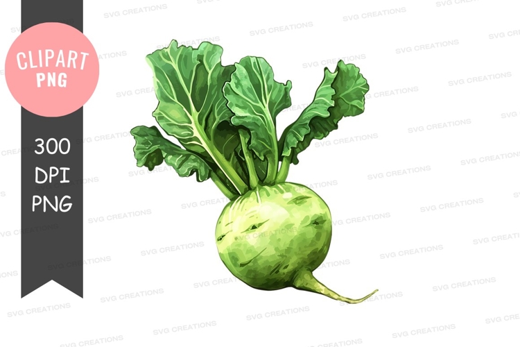 Turnip Clipart Image 5