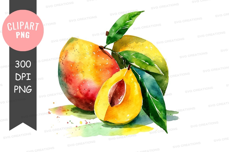 Watercolor painting of apricots