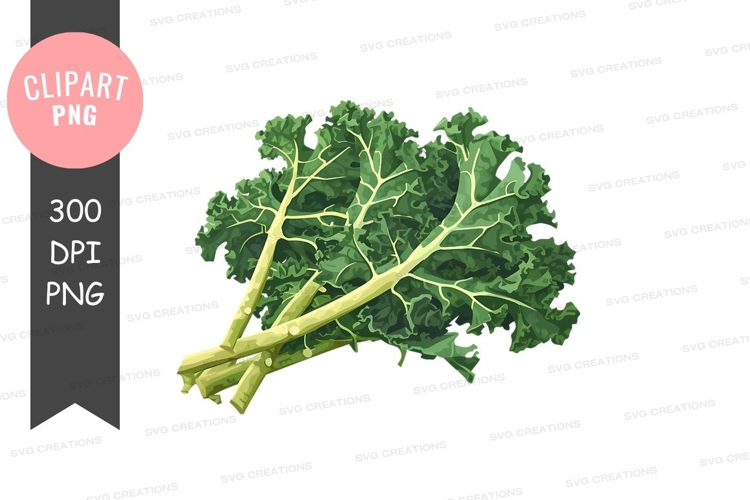 Fresh kale clipart png