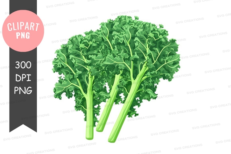 Fresh kale clipart png