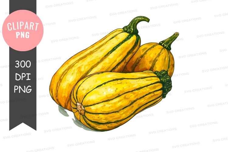 Squash Clipart Image 18