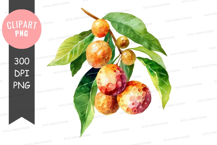 Watercolor illustration of citrus fruits