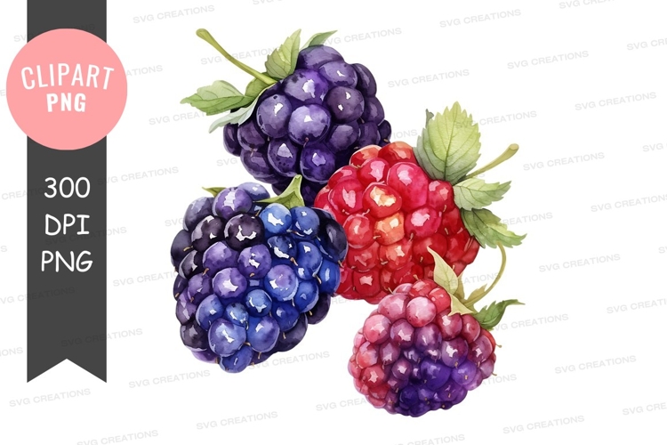 Blackberries Png Image 15