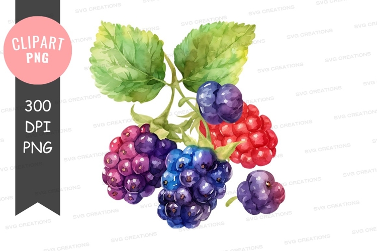 Blackberries Png Image 23