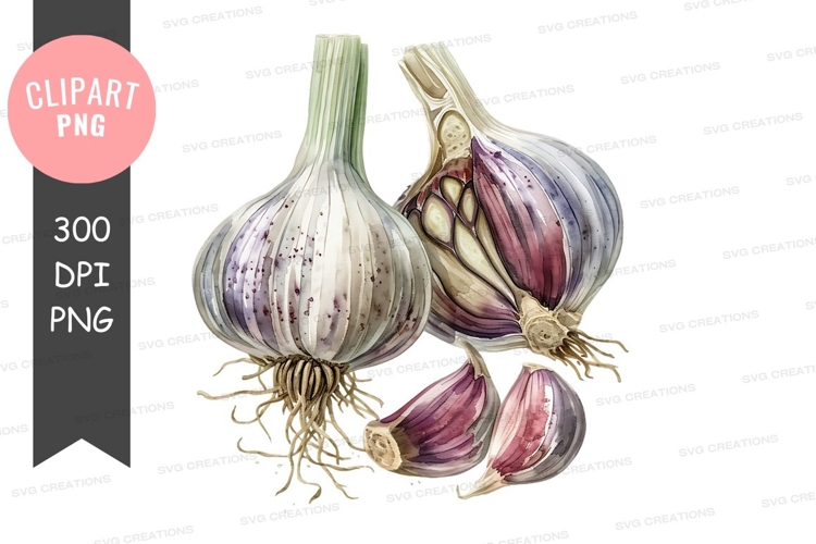 Garlic Clipart Image 24