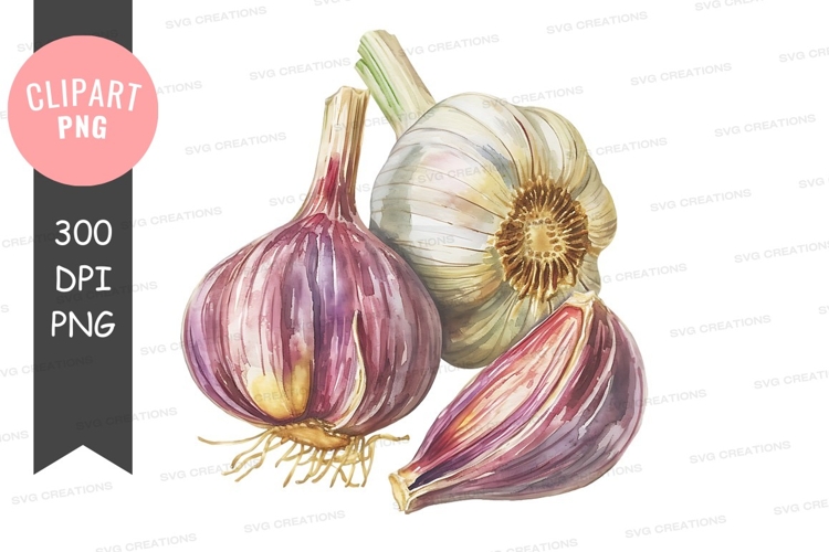 Garlic Clipart Image 23