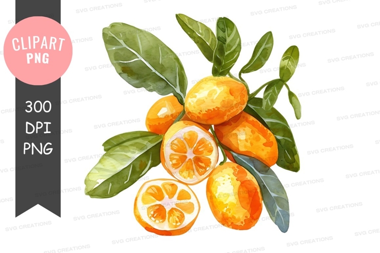 Citrus Clipart Image 17