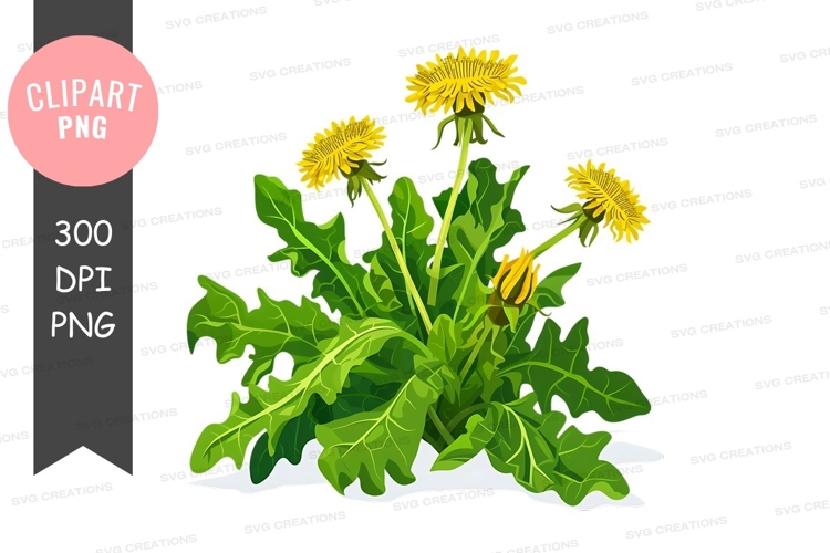 Dandelion Clipart Image 6