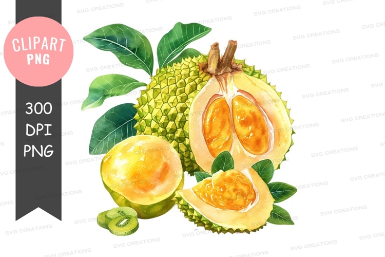 Kiwi Clipart Image 20
