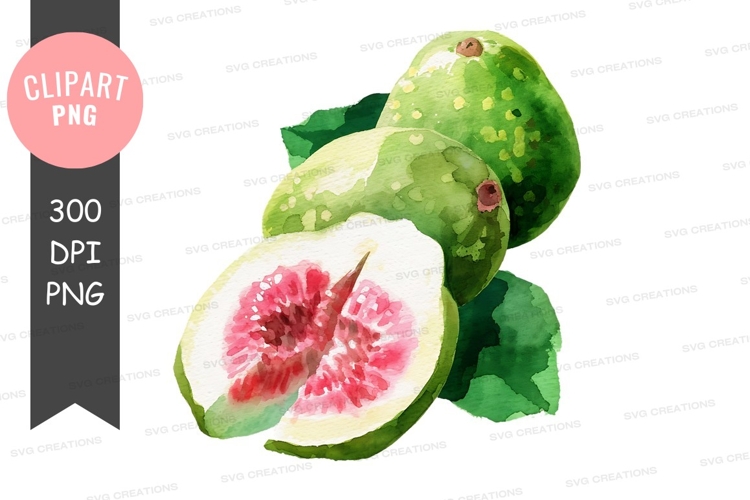 Fruit Illustration Image 7