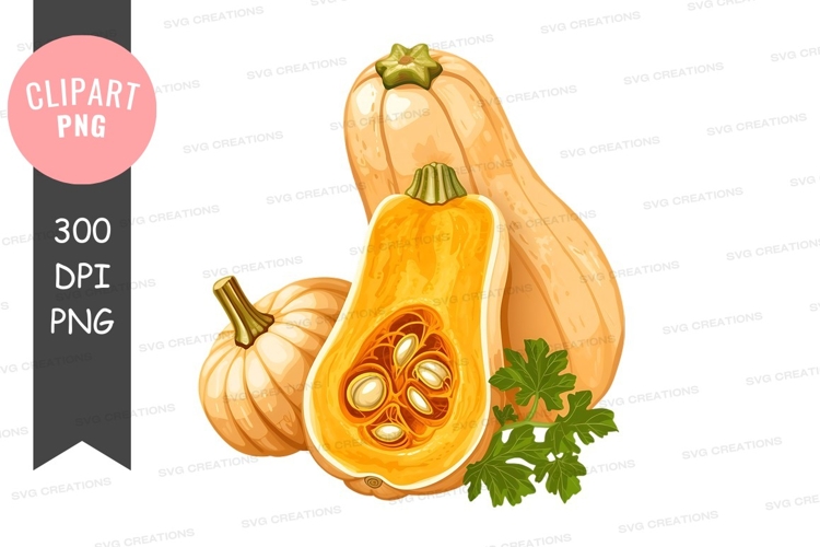 Squash Clipart Image 7