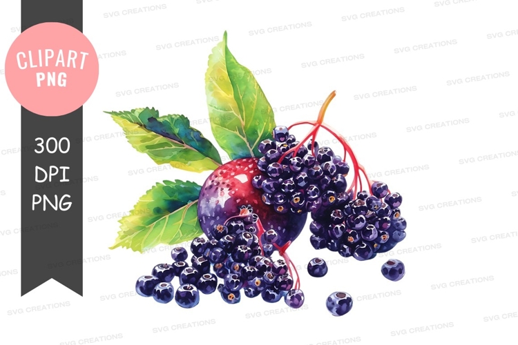 Fruit Clipart Image 19