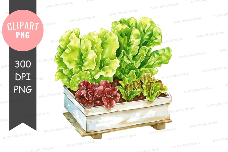 Fresh lettuce in a wooden crate