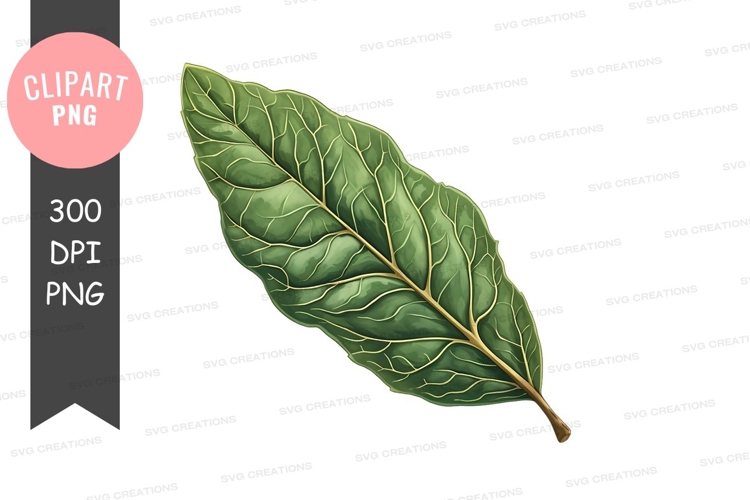 Leaf Clipart Image 18