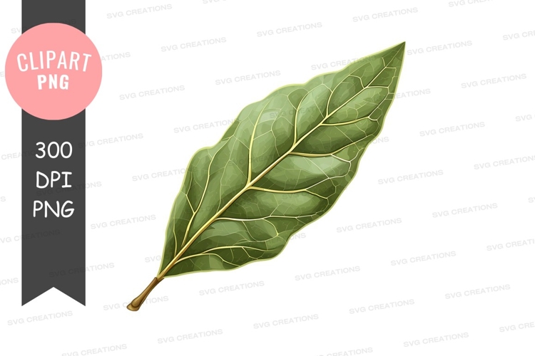 Leaf Clipart Image 17