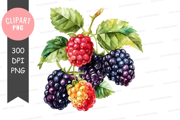 Blackberries Png Image 14