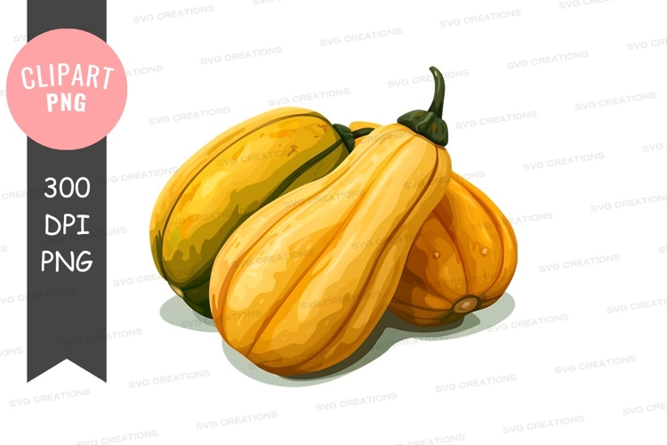 Squash Clipart Image 4