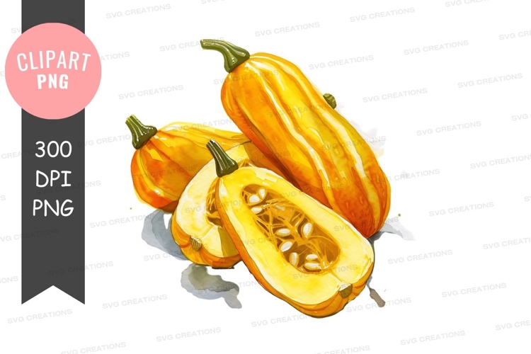 Squash Clipart Image 2
