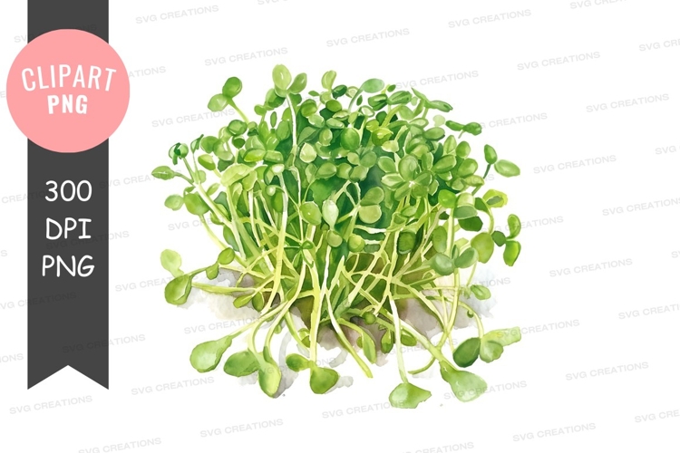 Fresh green microgreens clipart png