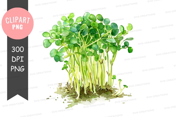 Fresh alfalfa sprouts