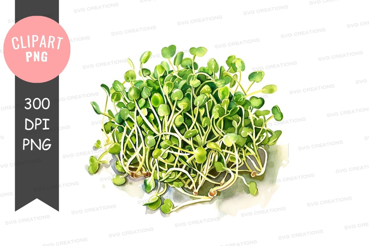 Fresh alfalfa sprouts